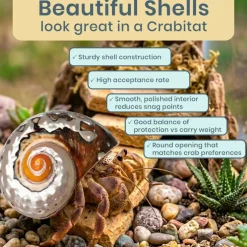 Hermit Crab Shell 3