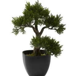 15in. Cedar Bonsai with Black Square Planter