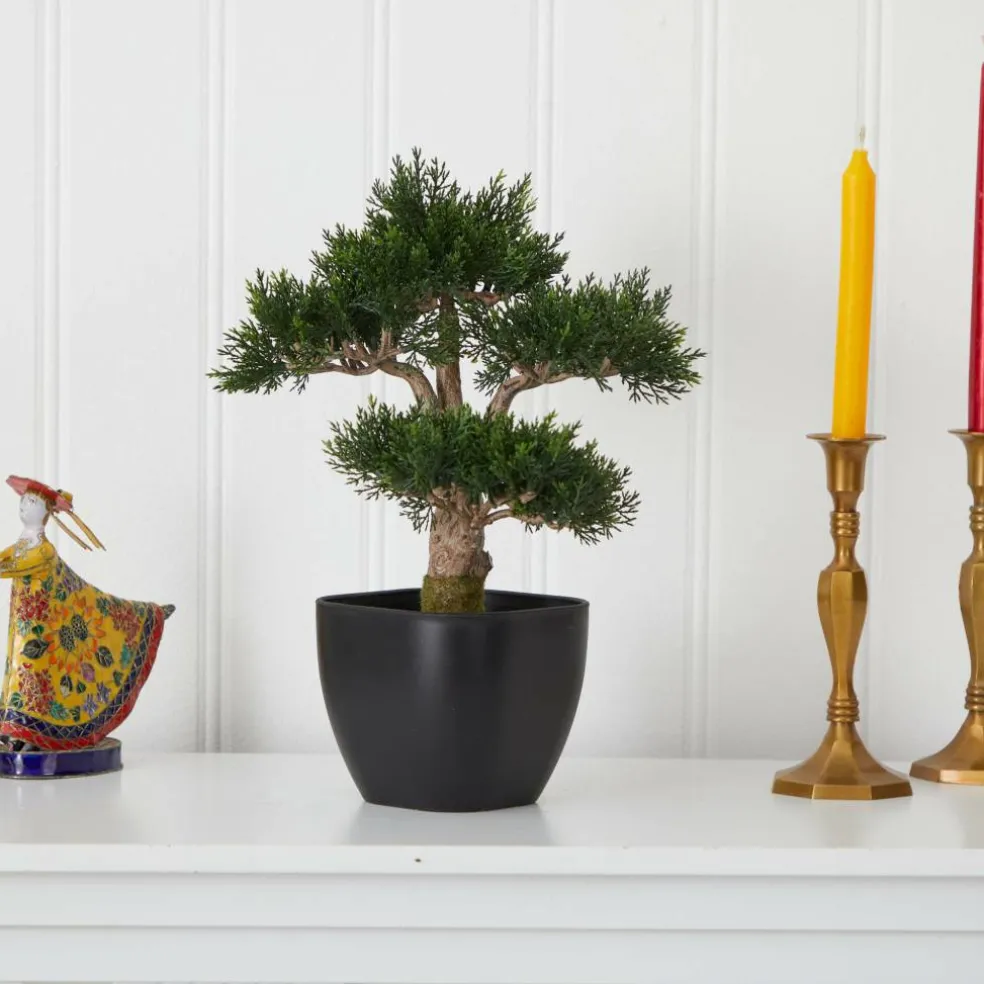 15in. Cedar Bonsai with Black Square Planter