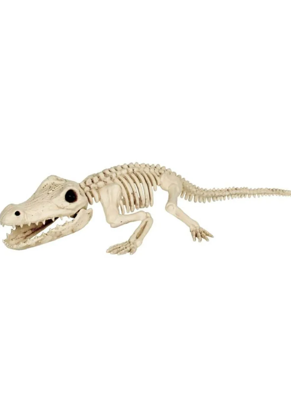 31-Inch Crocodile Skeleton Decoration