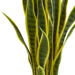 26in. Potted Sansevieria Plant