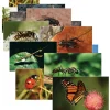 Insects & Bugs Real Life Learning Poster Card Set, Set of 14