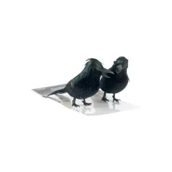 Iridescent Black Crows, 2ct. by Ashland®