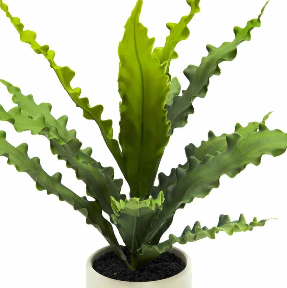 14" Java Fern in Wavy White Ceramic Pot by Ashland®