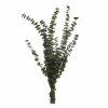 Kelly Green Dried Eucalyptus Bundle by Ashland®