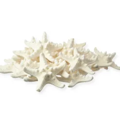 Knobby Starfish 24 Knobby Starfish White 1 1/4