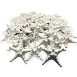 Knobby Starfish 48 Knobby Starfish White 1 1/4" to 2 1/4" Stars