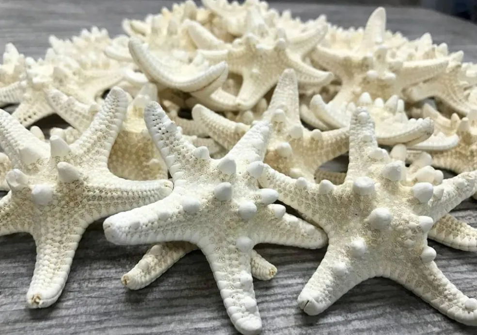 Knobby Starfish 48 Knobby Starfish White 1 1/4" to 2 1/4" Stars