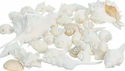 1lb Mixed White Real Sea Shells for Crafts, Large & Small Beach Seashell Set, Ocean Decor, Vase Fillers, Beach Party Decorations, Coastal Home & Bathroom Decor Supplies