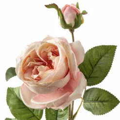 Light Pink English Rose Stem by Ashland®