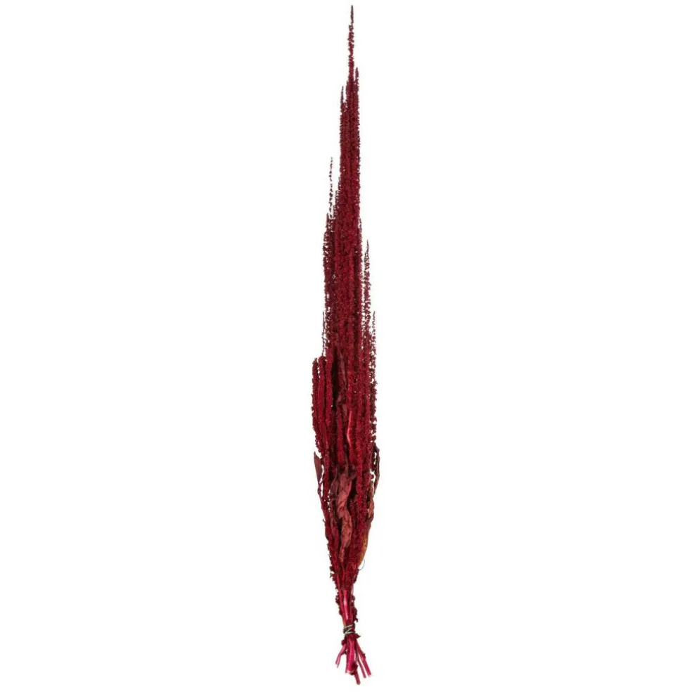 30" Merlot Amaranthus Bundle 7oz