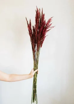 36" Merlot Plume Reed Bundle 7oz