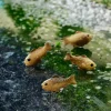 Miniature Fish by Make Market®