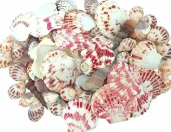Mixed Natural Seashells for Crafts – 80+ Beach Shells Assortment up to 2 Inches, Babylon Shells, Scallops & Clam Shells for DIY Decor, Coastal Weddings, Vase Fillers & Nautical Projects