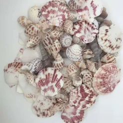 Mixed Natural Seashells for Crafts – 80+ Beach Shells Assortment up to 2 Inches, Babylon Shells, Scallops & Clam Shells for DIY Decor, Coastal Weddings, Vase Fillers & Nautical Projects