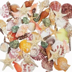 Mixed Natural Sea Shells & Starfish Set – 70+ PCS Assorted Beach Seashells (1.2–3.5 Inch), Coastal Decorative Shells for DIY Crafts, Vase Fillers, Fish Tank, Wedding, Nautical & Beach Party Decor