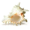 Murex Ramosus Shell 6-7 inches Real Murex Sea Shell Large Large Shell Decor Seashell Display for Table