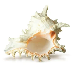 Murex Ramosus Shell 6-7 inches Real Murex Sea Shell Large Large Shell Decor Seashell Display for Table