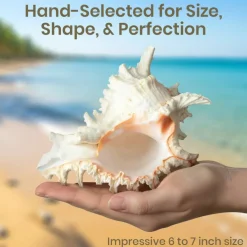 Murex Ramosus Shell 6-7 inches Real Murex Sea Shell Large Large Shell Decor Seashell Display for Table