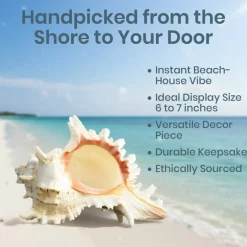 Murex Ramosus Shell 6-7 inches Real Murex Sea Shell Large Large Shell Decor Seashell Display for Table