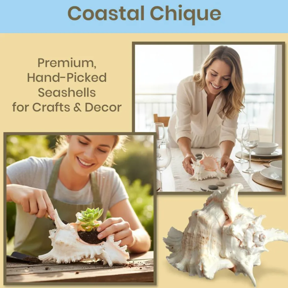 Murex Ramosus Shell 6-7 inches Real Murex Sea Shell Large Large Shell Decor Seashell Display for Table