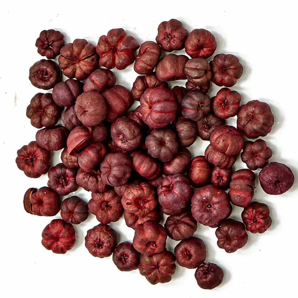 Natural Botanical Mini Pumpkin Putka Pods