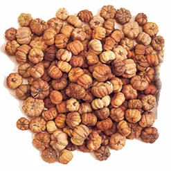 Natural Botanical Mini Pumpkin Putka Pods