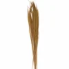 32" Natural Broom Grass Bunches, 6ct.