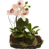 10" Orchid Island Arrangement, 2ct.