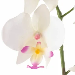 Orchid Spray by Ashland®