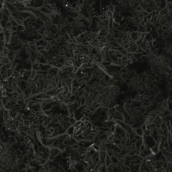 1.7oz. Halloween Moss by Ashland®