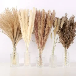 75-Pack Dried Fall Pampas Grass – White & Brown Pampas, Bunny Tail, Reed, Fluffy Dried Flowers for Home, Wedding, Table, Vase, Boho & Modern Decor