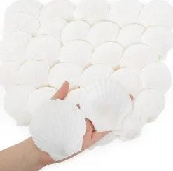 30-Pack Natural Scallop Shells, 2–3 Inch Seashells for Crafts, Beach-Themed Home Décor, Wedding Decorations, and Nautical DIY Projects