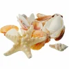 12 Pack: U.S. Shell Craft Shells