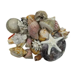 12 Pack: U.S. Shell Dark Shell Mix with Starfish Gift Pack