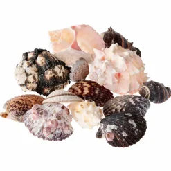 6 Pack: U.S. Shell Garden Bag