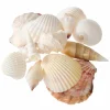 12 Pack: U.S. Shell Light Shell Mix with Starfish Gift Pack