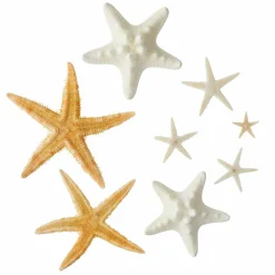12 Pack: U.S. Shell Starfish Mix