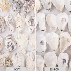 25PCS Natural Oyster Shells 3"-4" – Concave Seashells for Crafts, DIY Arts & Crafts, Home Decor, Vase Fillers, Christmas Ornaments, Beach-Themed Projects