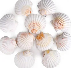 8 PCS Natural White Scallop Shells, 4-4.5 Inch Polished Sea Shells for DIY Craft, Home Decor, Wedding & Hawaiian Party Supplies