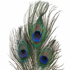 Peacock Feather Picks by Ashland®