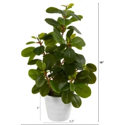 16" Peperomia Plant in Decorative Planter