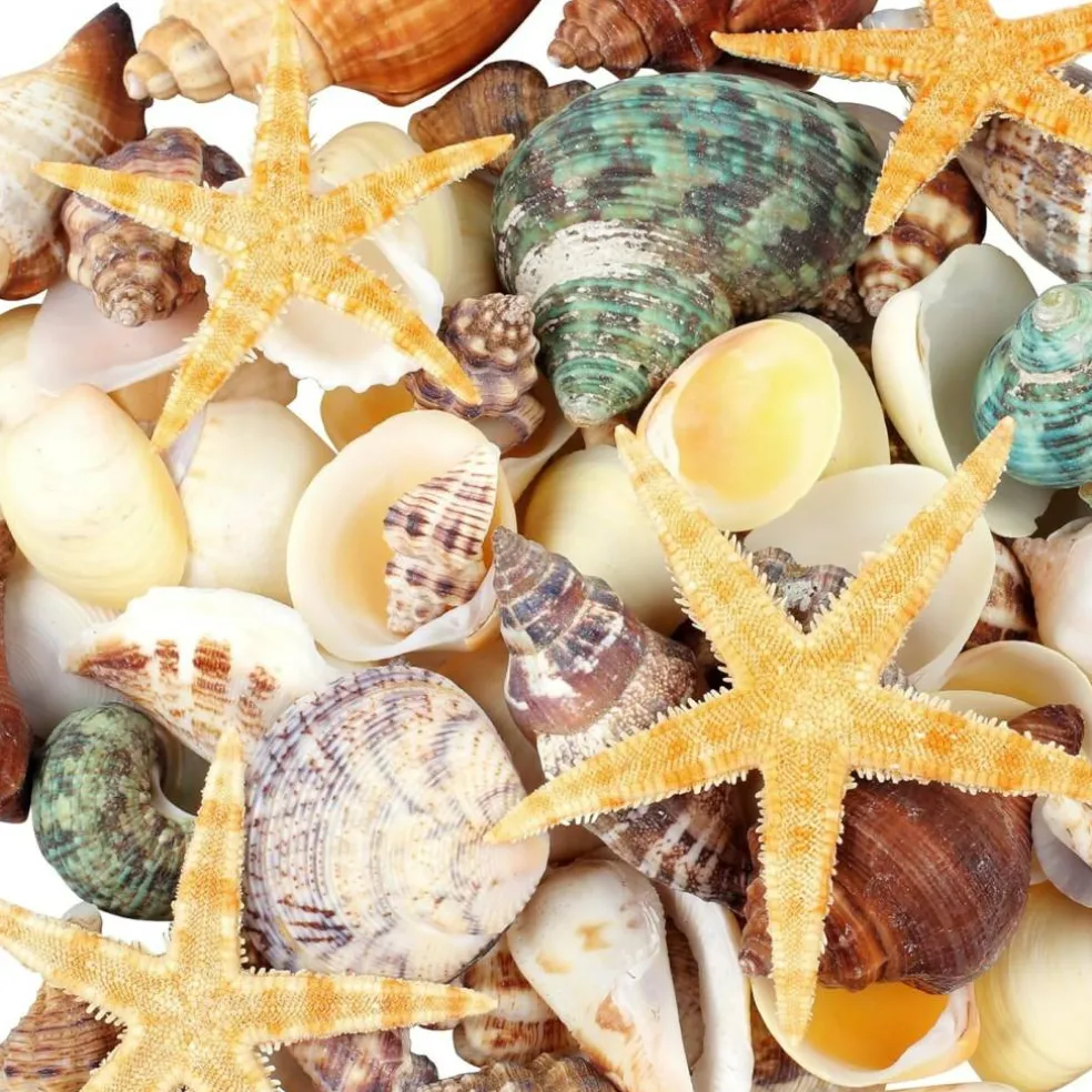 80+ Piece Natural Mixed Seashell & Starfish Set (0.5”–3”) – Ocean Shell Assortment for Crafts, DIY Projects, Beach Party Decor, Wedding Decorations, Fish Tank & Coastal Home Styling