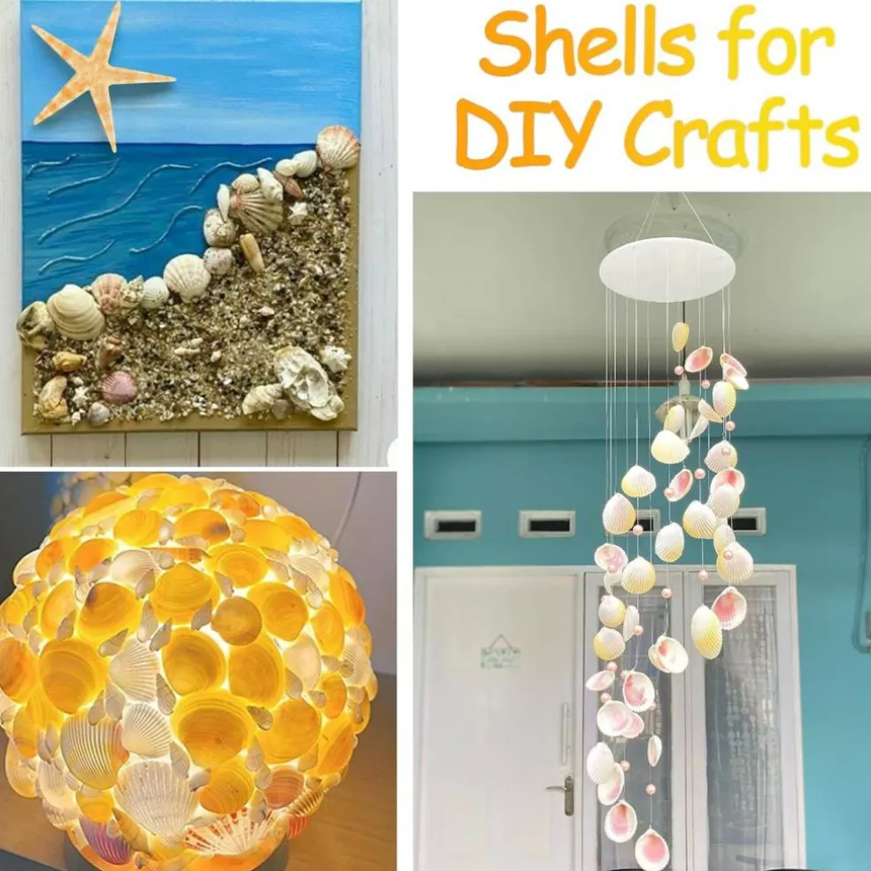 80+ Piece Natural Mixed Seashell & Starfish Set (0.5”–3”) – Ocean Shell Assortment for Crafts, DIY Projects, Beach Party Decor, Wedding Decorations, Fish Tank & Coastal Home Styling