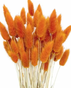 120 Piece Orange Bunny Tail Dried Flowers 17 Inch Natural Pampas Grass Stems Boho Floral Arrangement Vase Filler Wedding Decor Baby Shower Decoration