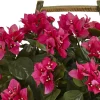 18" Pink Bougainvillea In Rustic Wood Planter
