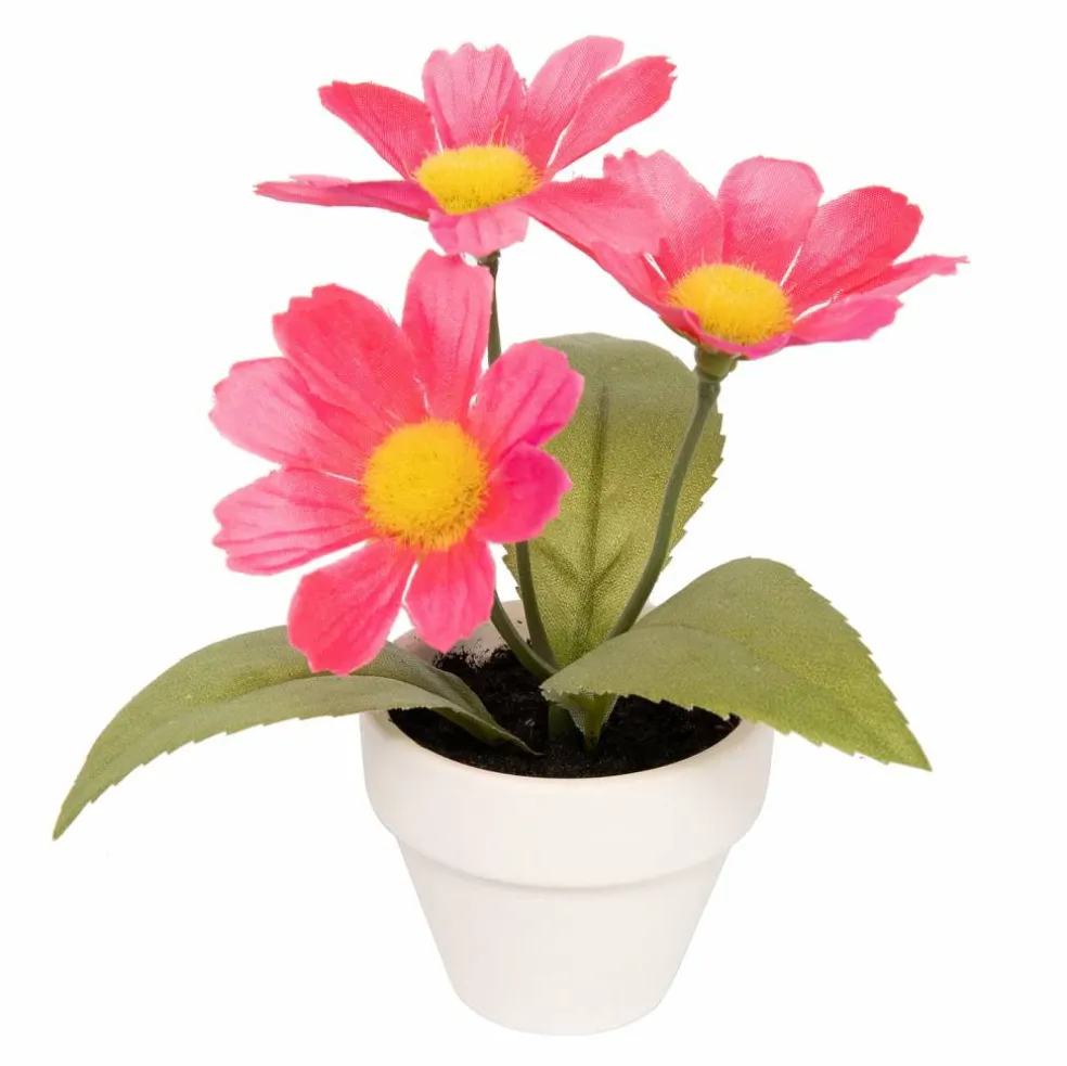 Pink Potted Micro Daisy Plant by Ashland®