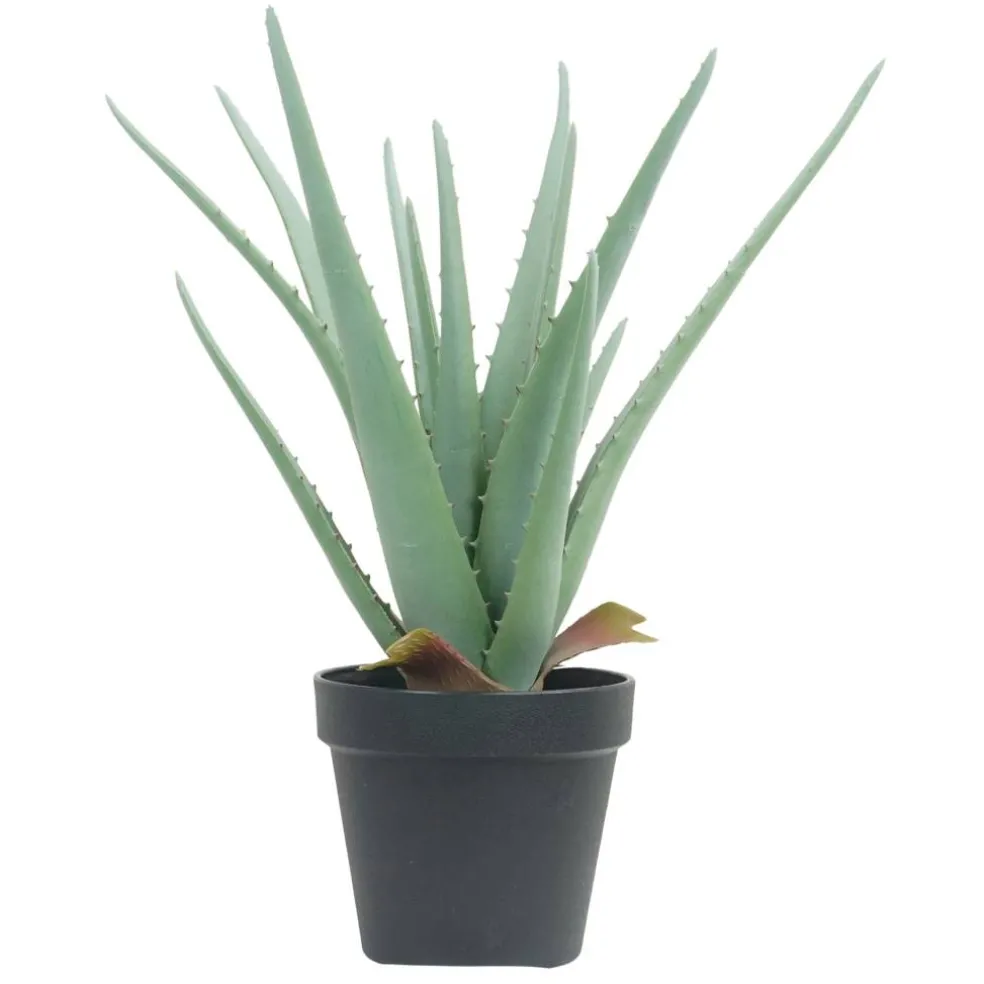 15" Potted Aloe Plant by Ashland®