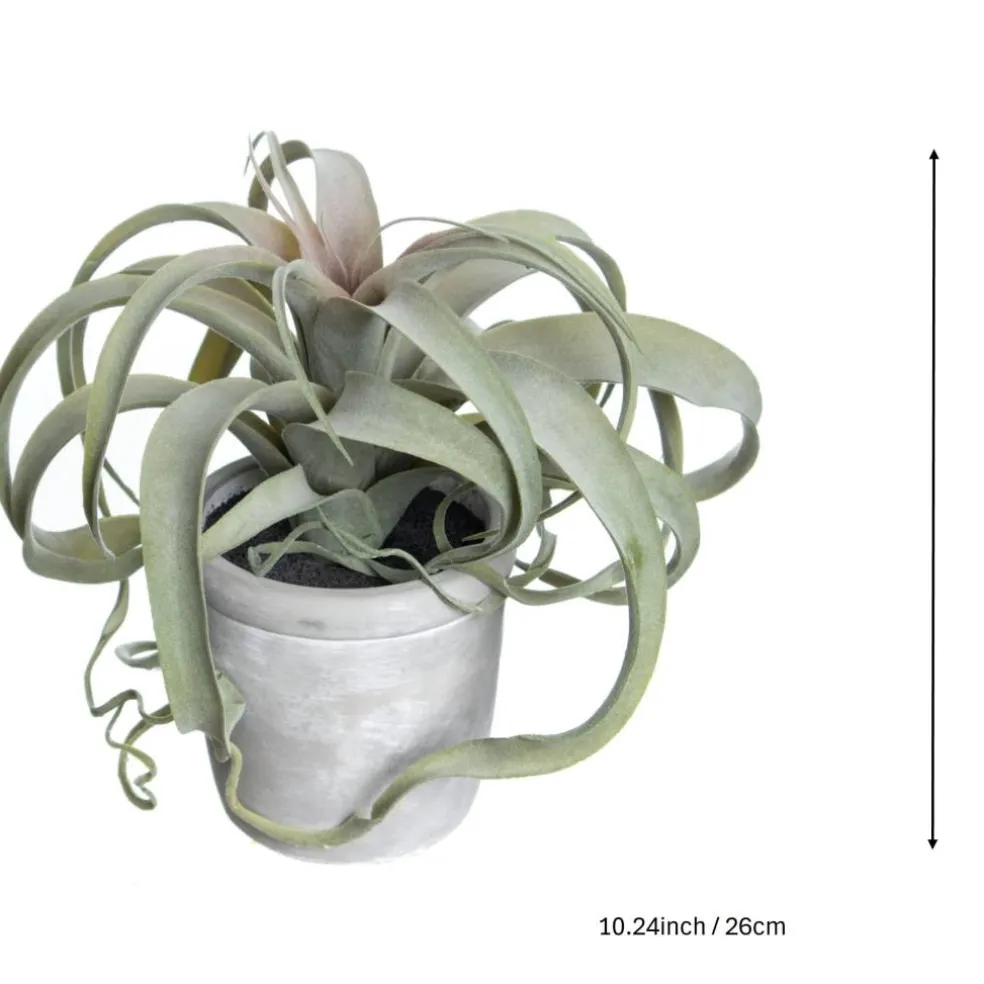 10.25" Potted Curly Air Plant by Ashland®
