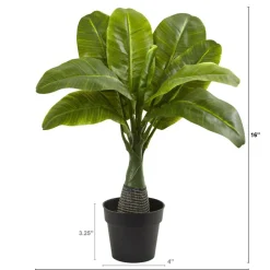 16" Potted Mini Banana Plant